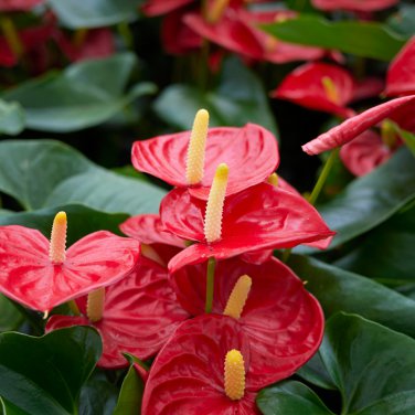 Anthurium Andraeanu Bonsai Plants Balcony Potted Anthurium 100 PCS Seeds