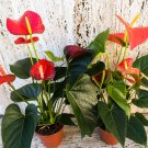 Anthurium Andraeanu Bonai Plant Colorful Anthurium Potted Flowers 100 PCS Seeds