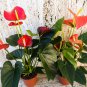 Anthurium Andraeanu Bonai Plant Colorful Anthurium Potted Flowers 100 PCS Seeds
