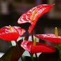 Anthurium Andraeanu Bonai Plant Colorful Anthurium Potted Flowers 100 PCS Seeds