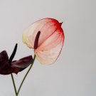 Anthurium 100 PCS Seeds