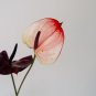 Anthurium 100 PCS Seeds