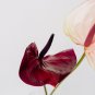 Anthurium 100 PCS Seeds