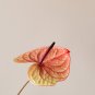 Anthurium 100 PCS Seeds