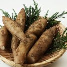 Annual Yacon Vegetable 100 PCS Seeds