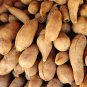 Annual Yacon Vegetable 100 PCS Seeds
