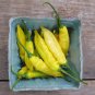 Anhui Yelow Hot Pickled Chili Pepper Organic 20 PCS Seeds