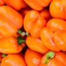 Anhui Yellow Cluster of Sweet Pepper 10 PCS Seeds