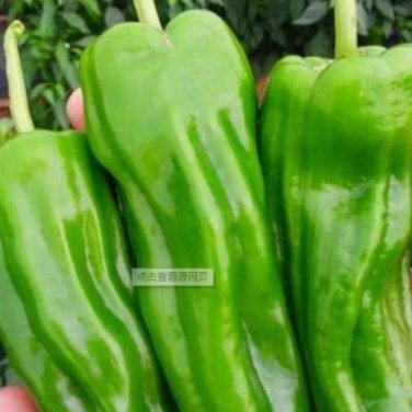 Anhui Green Long Sweet Cow-horn Pepper F1 35 PCS Seeds