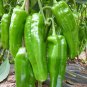 Anhui Green Long Sweet Cow-horn Pepper F1 35 PCS Seeds