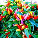 Anhui Colorful Hot Ornamental Pepper Organic 35 PCS Seeds