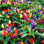 Anhui Colorful Hot Ornamental Pepper Organic 35 PCS Seeds