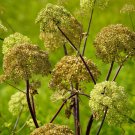 Angelica 50 PCS Seeds
