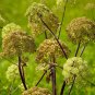 Angelica 50 PCS Seeds