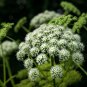 Angelica 50 PCS Seeds
