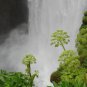 Angelica 50 PCS Seeds