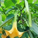 Angel Trumpet Yellow Flowers 50 PCS Seeds