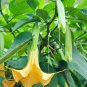 Angel Trumpet Yellow Flowers 50 PCS Seeds