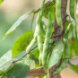 American No-bracket Cowpea 60 PCS Seeds