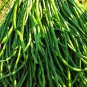 American No-bracket Cowpea 60 PCS Seeds