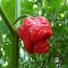 Anatolian Tulip Ornamental Pepper 20 PCS Seeds