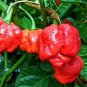 Anatolian Tulip Ornamental Pepper 20 PCS Seeds