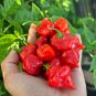 Anatolian Tulip Ornamental Pepper 20 PCS Seeds
