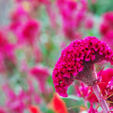 Amish Heirloom Indiana Giant Cockscomb 80 PCS Seeds