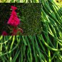 Amish Heirloom Indiana Giant Cockscomb 80 PCS Seeds