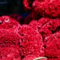 Amish Heirloom Indiana Giant Cockscomb 80 PCS Seeds
