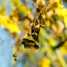 American Linden Tree 50 PCS Seeds American Linden Tree 50 PCS Seeds
