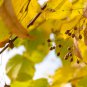 American Linden Tree 50 PCS Seeds