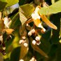 American Linden Tree 50 PCS Seeds