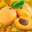 Apricot Self-fertile Sweet Tasty Orange Fruit 20 PCS Seeds Apricot Self-fertile Sweet Tasty Orange Fruit 20 PCS Seeds