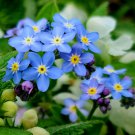 American Forget-me-not Flower Bonsai Starry Eyes Potted Plants 100 PCS Seeds