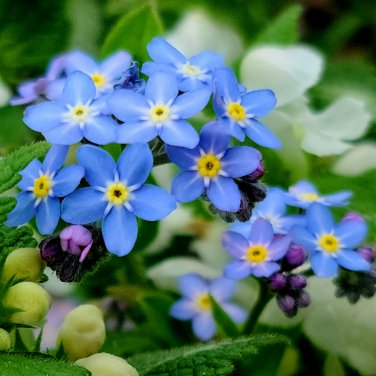 American Forget-me-not Flower Bonsai Starry Eyes Potted Plants 100 PCS Seeds