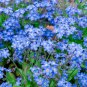 American Forget-me-not Flower Bonsai Starry Eyes Potted Plants 100 PCS Seeds