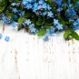 American Forget-me-not Flower Bonsai Starry Eyes Potted Plants 100 PCS Seeds