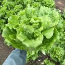 American Fast-growing Lettuce 120 PCS Seeds