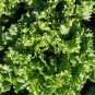 American Fast-growing Lettuce 120 PCS Seeds