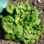 American Fast-growing Lettuce 120 PCS Seeds