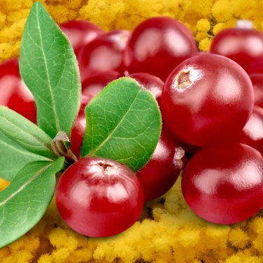 American Cranberry Vaccinium Macrocarpon dark red healthy 5 PCS Seeds