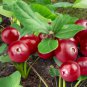 American Cranberry Vaccinium Macrocarpon dark red healthy 5 PCS Seeds