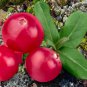 American Cranberry Vaccinium Macrocarpon dark red healthy 5 PCS Seeds