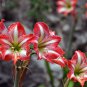 Amaryllis Not Bulbs Orange Red Color 100 PCS Seeds