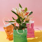 Amaryllis 'Tiger' 100 PCS Seeds