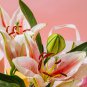 Amaryllis 'Tiger' 100 PCS Seeds