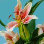 Amaryllis 'Tiger' 100 PCS Seeds