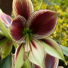 Amaryllis Bulbs Papilio Hippeastrum Bulbs 5 PCS Seeds Amaryllis Bulbs Papilio Hippeastrum Bulbs 5 PCS Seeds