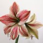 Amaryllis Bulbs Papilio Hippeastrum Bulbs 5 PCS Seeds